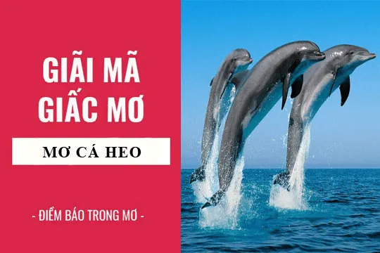 Giải mã giấc mơ thấy cá heo – Ý nghĩa và con số may mắn