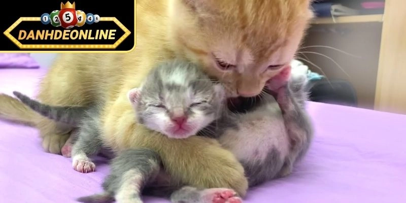 Nên đánh số nào tiềm năng khi mơ thấy mèo đẻ con?